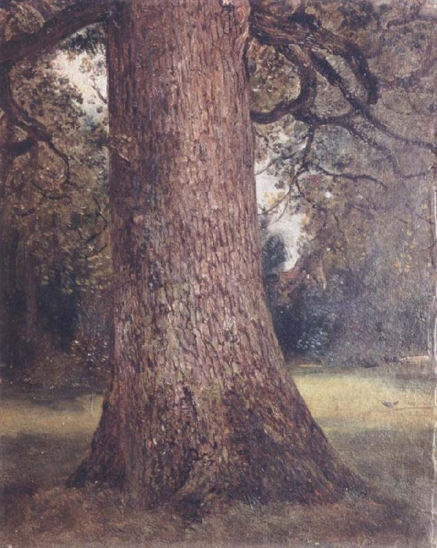 John Constable Study of the trunk of an elm tree china oil painting image